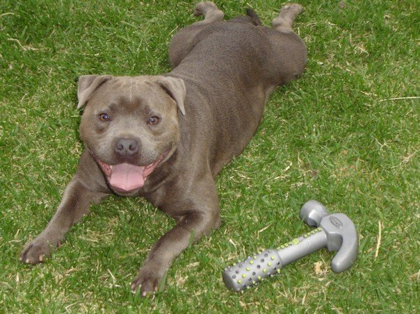 Dog Training Kent - Private dog training sessions ...