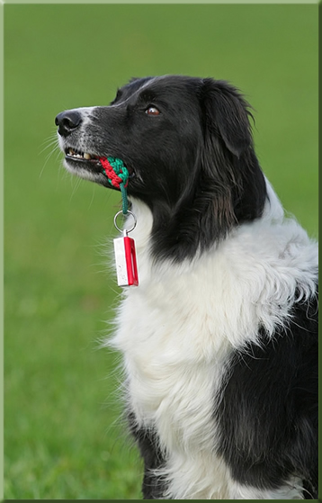 dog bevel